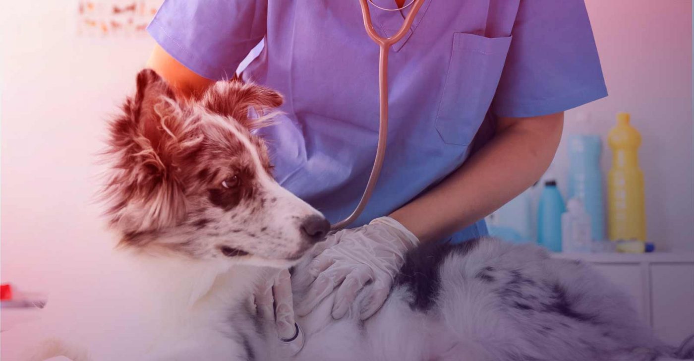 Leia mais sobre o artigo Medicina Veterinária